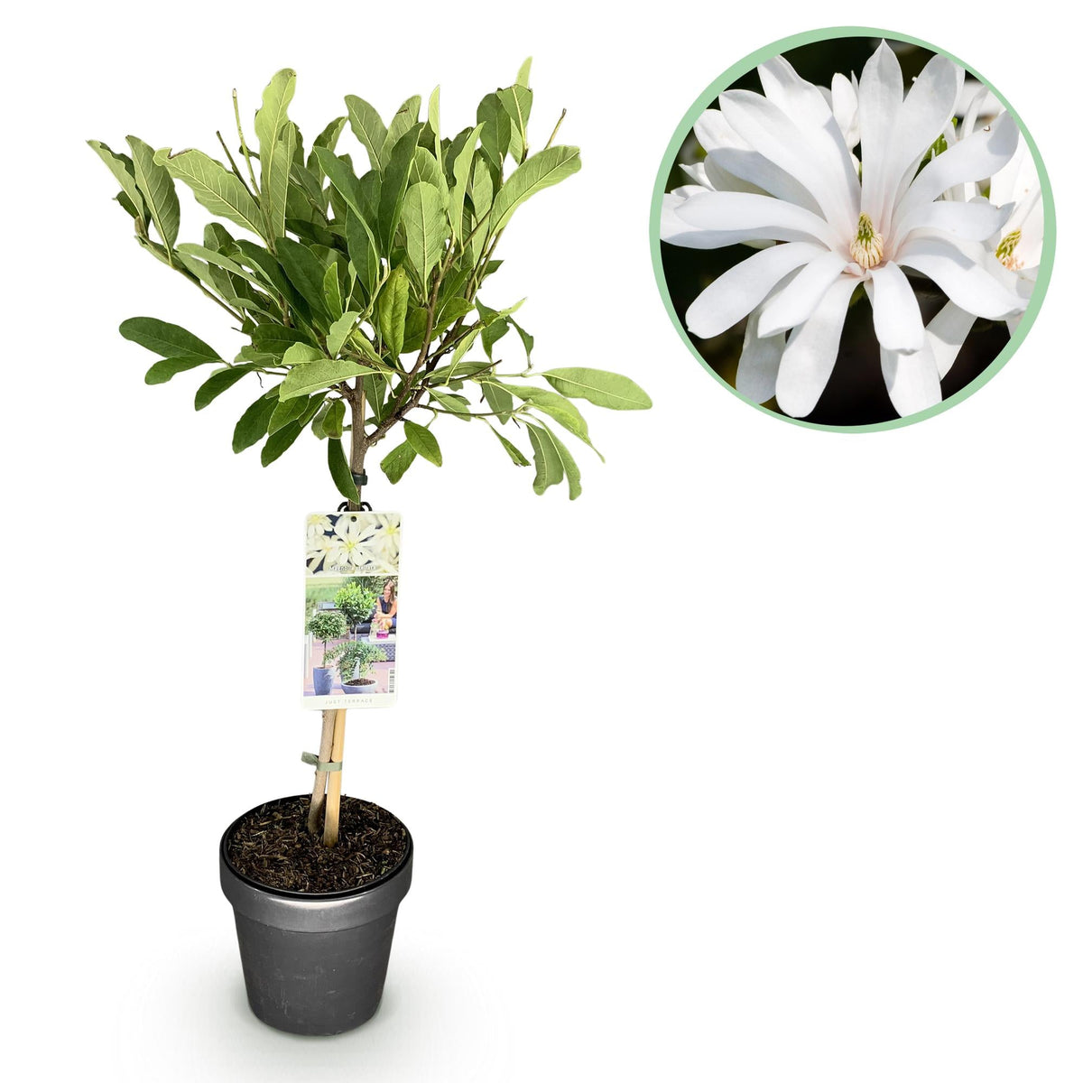 Magnolia stellata – laubabwerfend & winterhart – weiße Blüte – 19 cm T