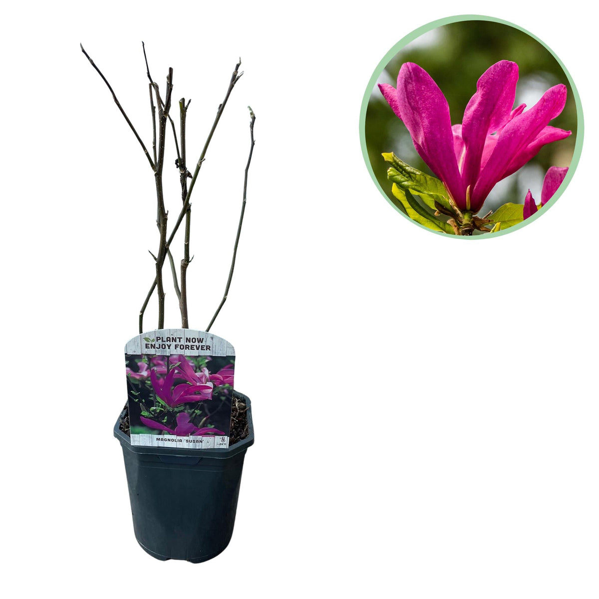 Magnolie 'Susan'  1 Pflanze, dunkelrosa Blte, pflegeleicht, 17 cm To
