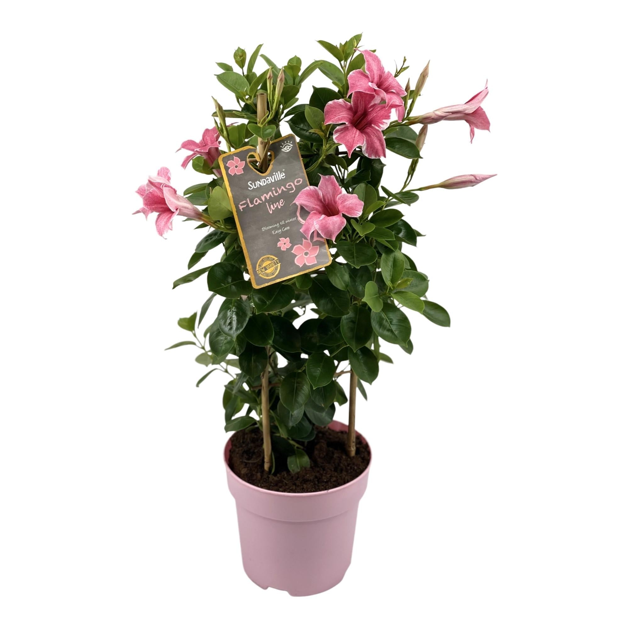 Mandevilla (Dipladenia) „Sundaville Flamingo Pink“ – 17 cm Topf, 55 cm - Green Guardia - Ihr Experte für Schädlinge und Pflanzen