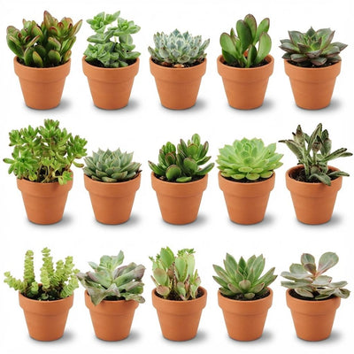 Mini - Sukkulenten Mix – Ø 8,1 cm, Höhe 5–10 cm, im Terrakottatopf - Green Guardia - Ihr Experte für Schädlinge und Pflanzen