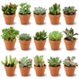 Mini - Sukkulenten Mix – Ø 8,1 cm, Höhe 5–10 cm, im Terrakottatopf - Green Guardia - Ihr Experte für Schädlinge und Pflanzen