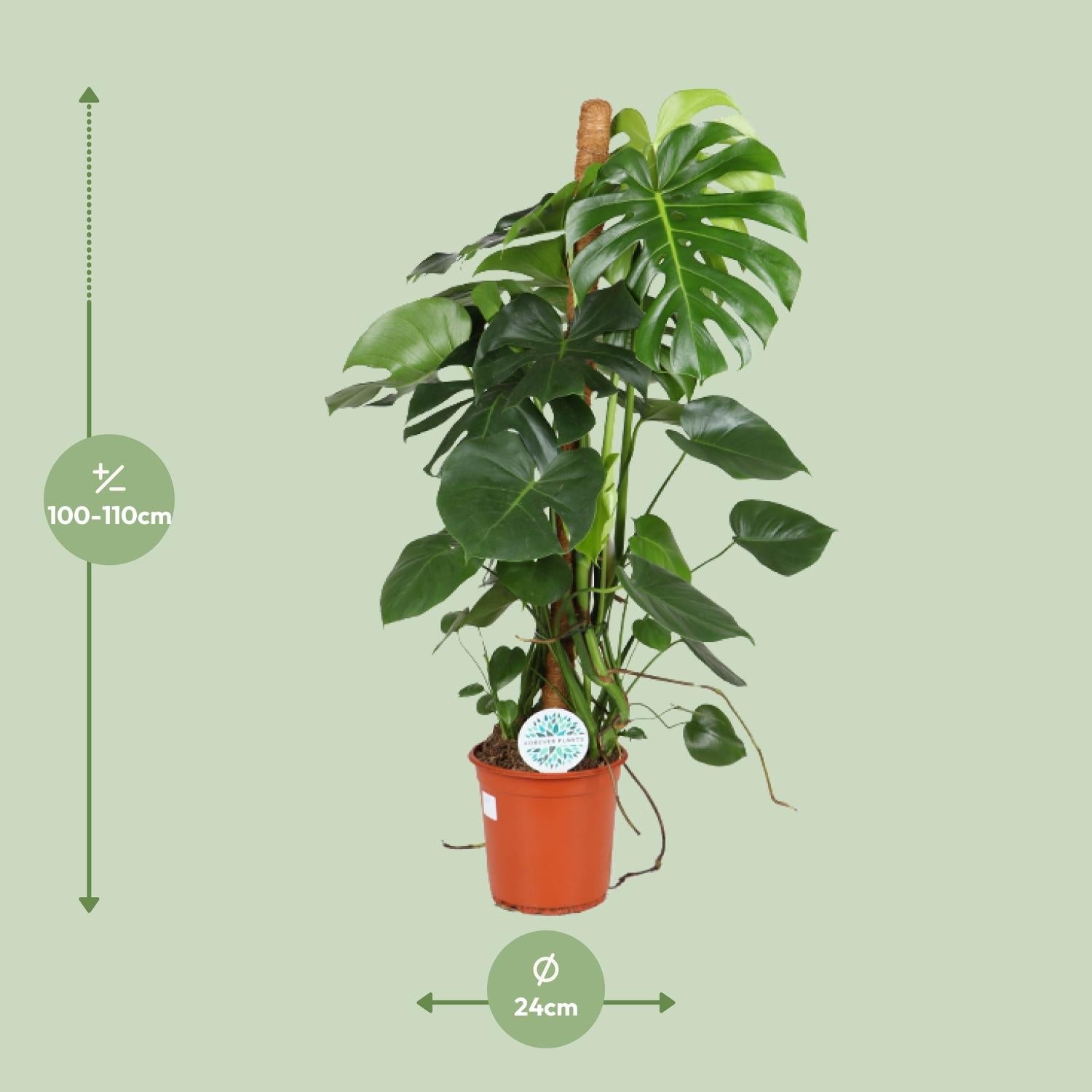 Monstera Deliciosa – Fensterblatt - 60 - 105 cm - Green Guardia - Ihr Experte für Schädlinge und Pflanzen