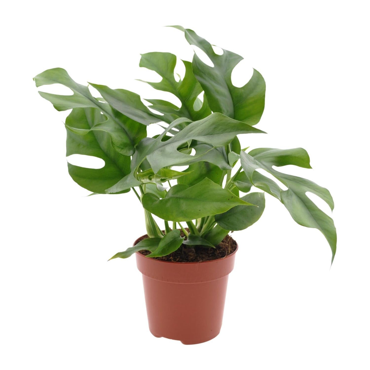 Monstera Minima – Dwerg gatenplant