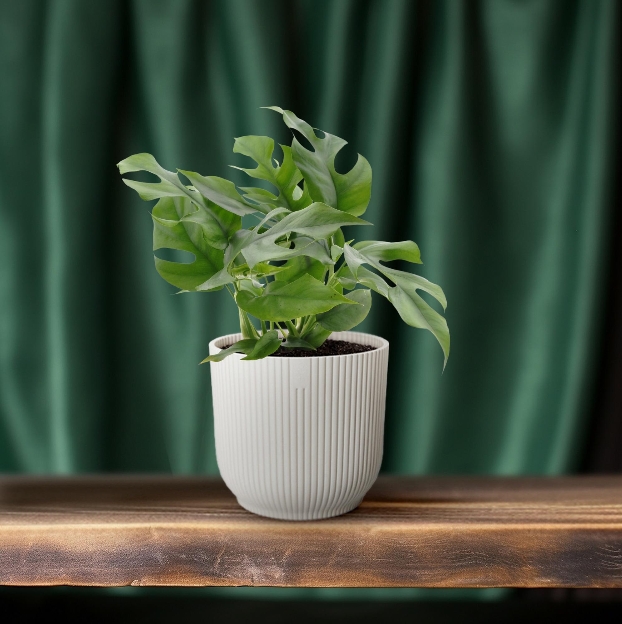 fensterblatt minima Monstera Minima – zakrslá rostlina švýcarského sýra