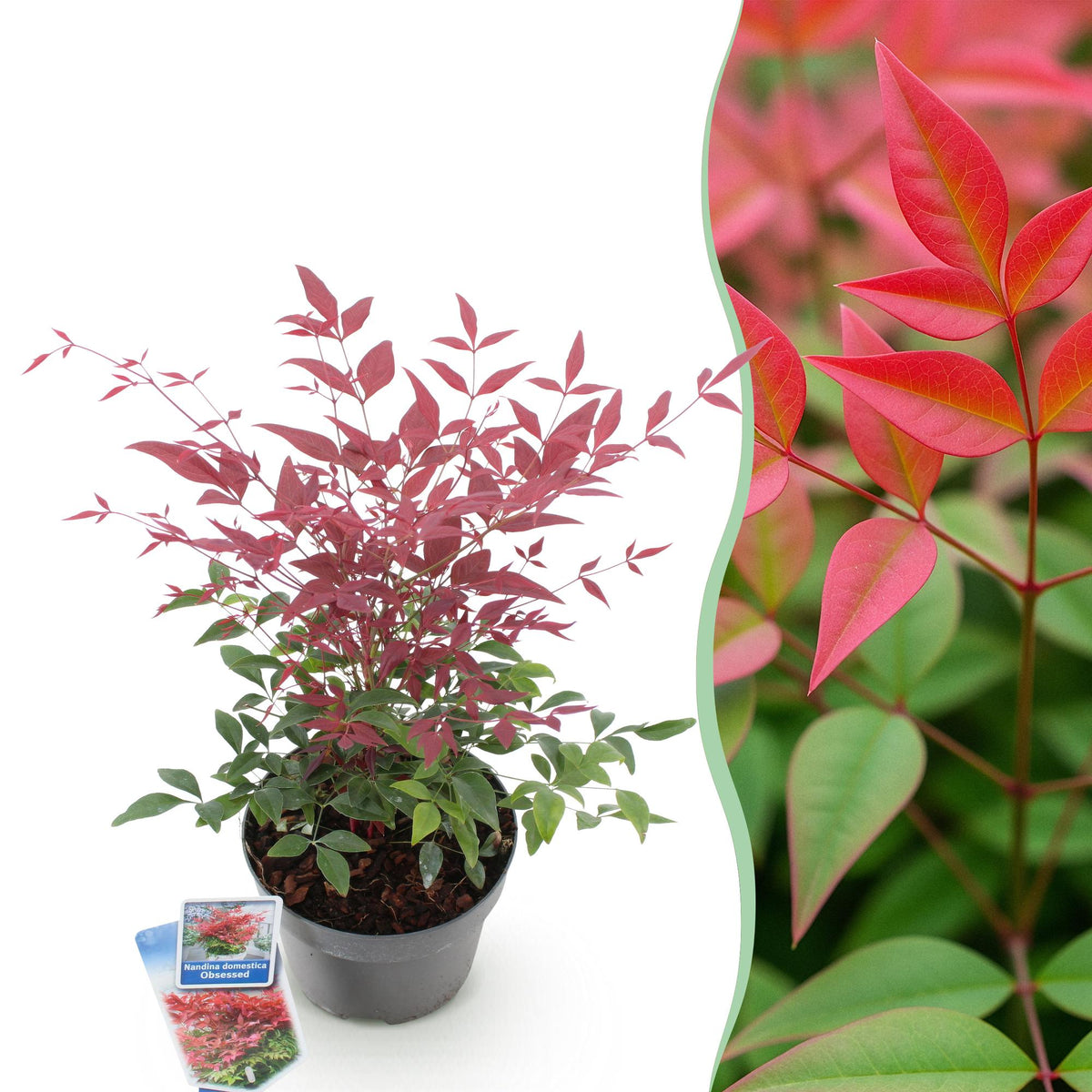 Nandina 'Obsessed' – immergrün & pflegeleicht – rot – 17 cm Topf, ca