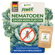 Nematoden gegen Kohlfliegen