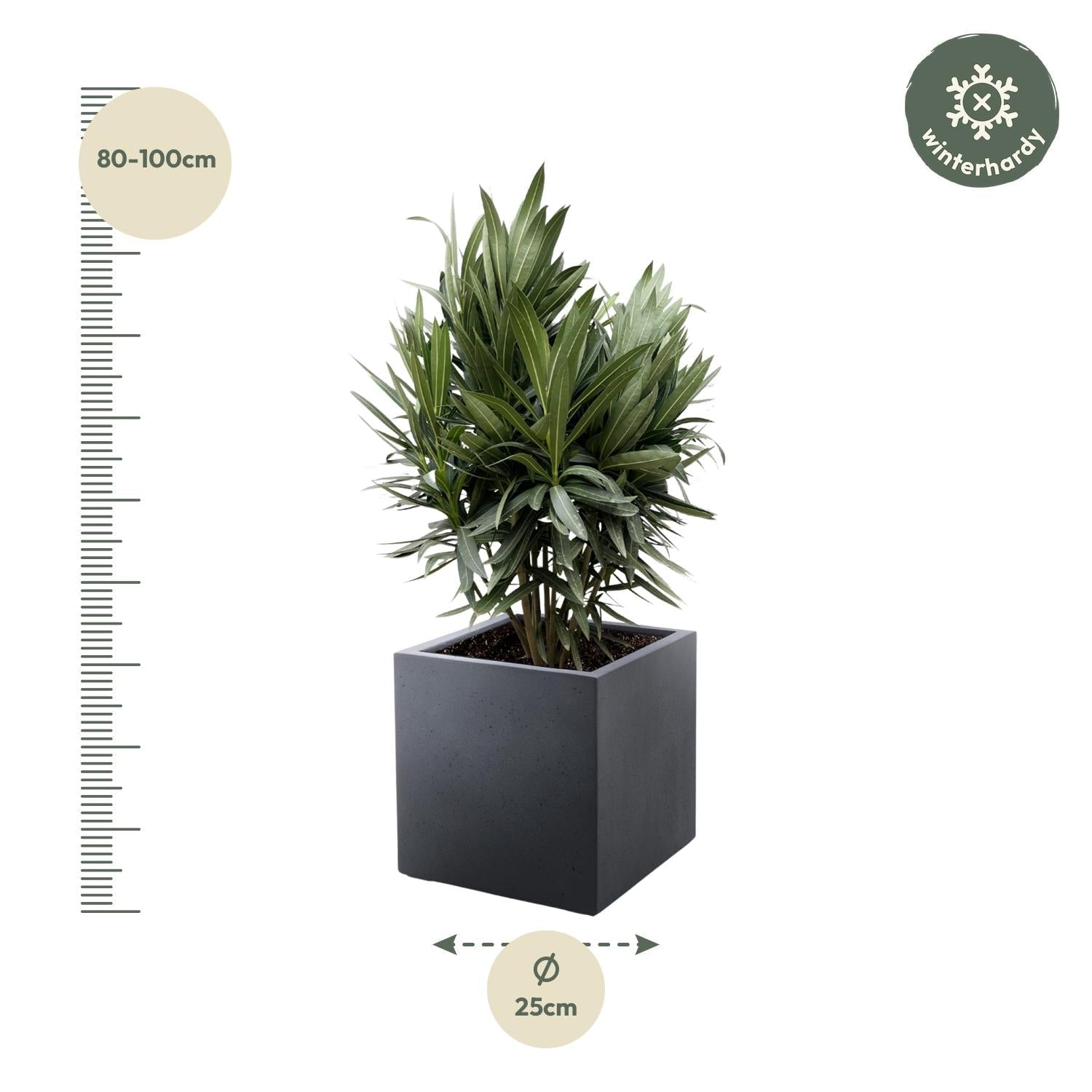 Oleander (Nerium oleander) - Ø19 - 70cm - Green Guardia - Ihr Experte für Schädlinge und Pflanzen