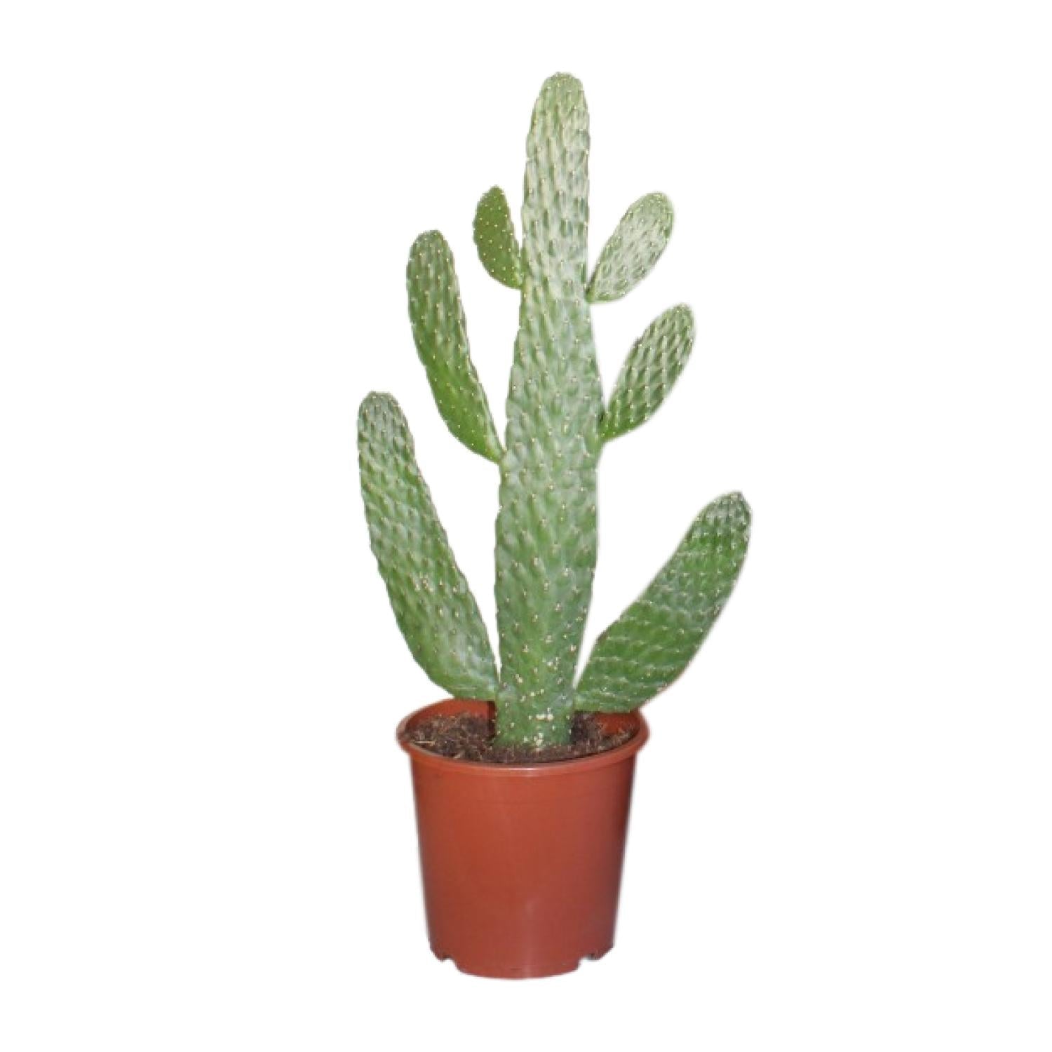 Opuntia consolea – Feigenkaktus – 17 cm Topf, 55 cm hoch - Green Guardia - Ihr Experte für Schädlinge und Pflanzen