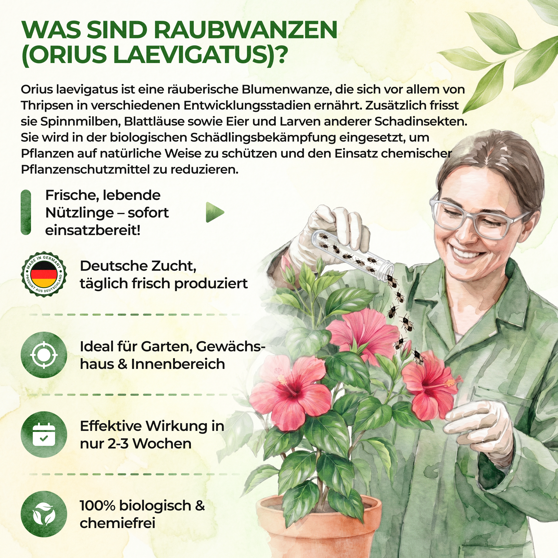 Orius Raubwanzen gegen alle Stadien von Thripse