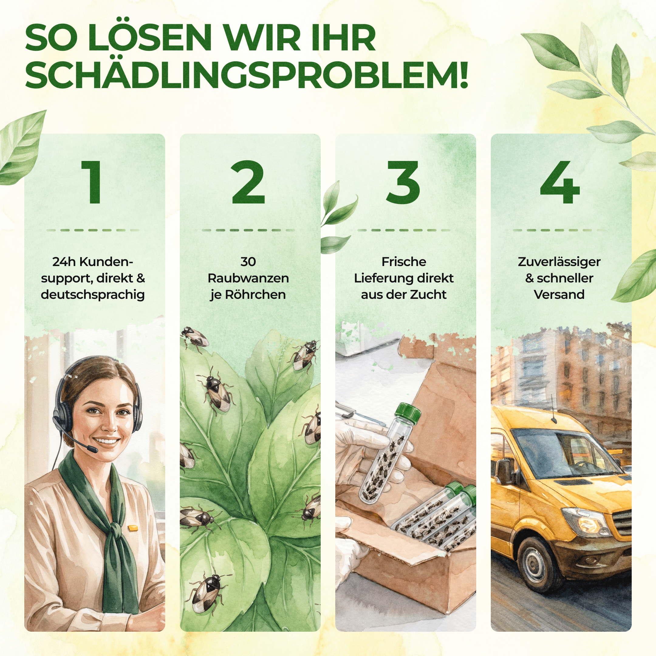 Orius Raubwanzen gegen alle Stadien von Thripse - Green Guardia - Ihr Experte für Schädlinge und Pflanzen