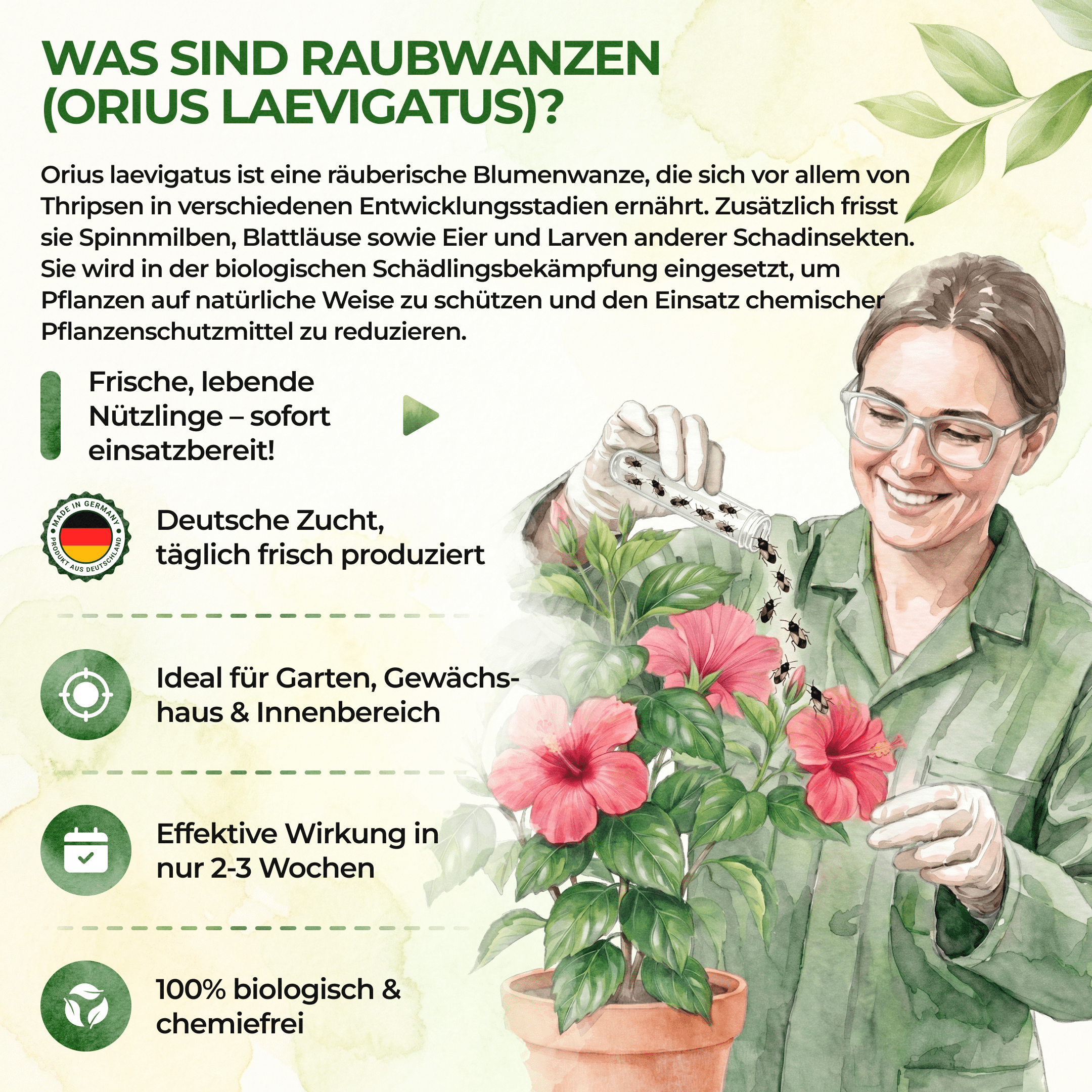 Orius Raubwanzen gegen alle Stadien von Thripse - Green Guardia - Ihr Experte für Schädlinge und Pflanzen
