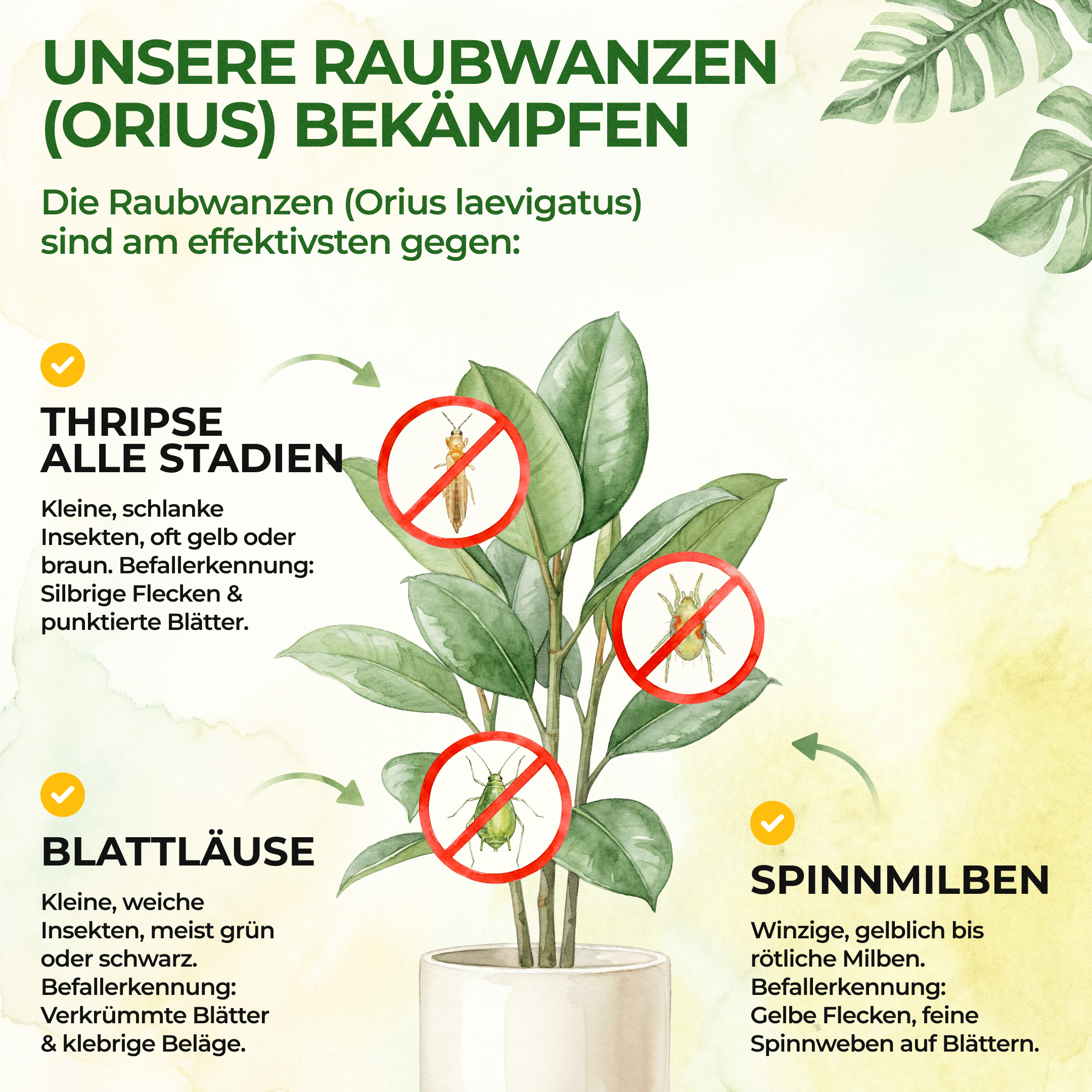 Orius Raubwanzen gegen alle Stadien von Thripse - Green Guardia - Ihr Experte für Schädlinge und Pflanzen
