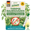 Orius Raubwanzen gegen alle Stadien von Thripse