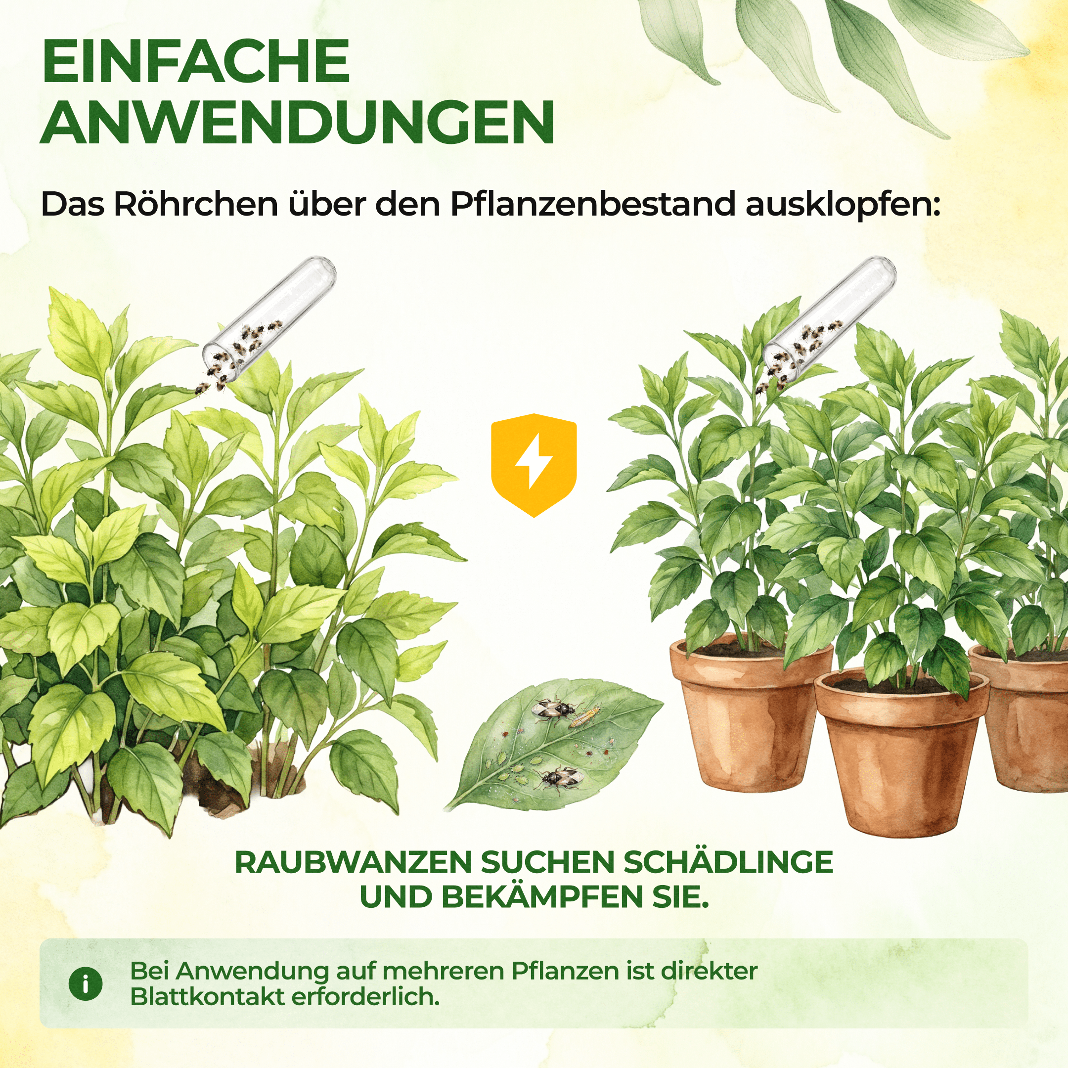 Orius Raubwanzen gegen alle Stadien von Thripse - Green Guardia - Ihr Experte für Schädlinge und Pflanzen