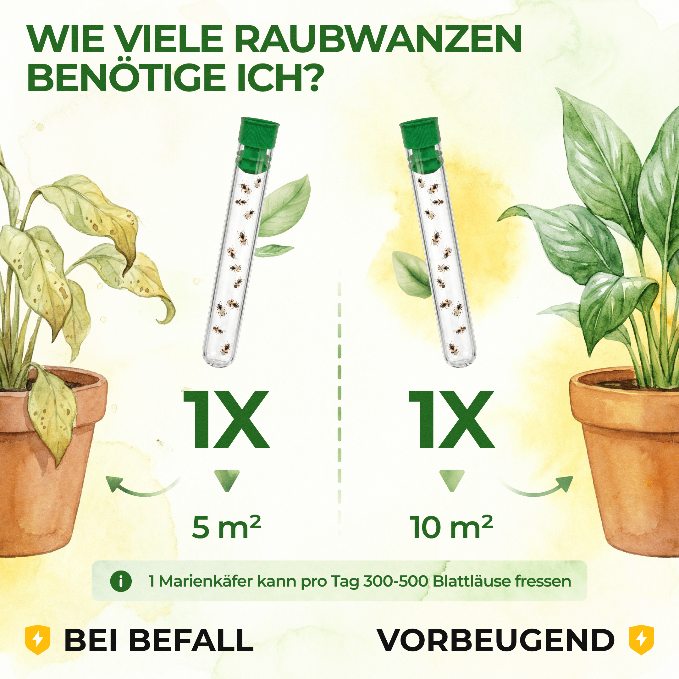 Orius Raubwanzen gegen alle Stadien von Thripse - Green Guardia - Ihr Experte für Schädlinge und Pflanzen