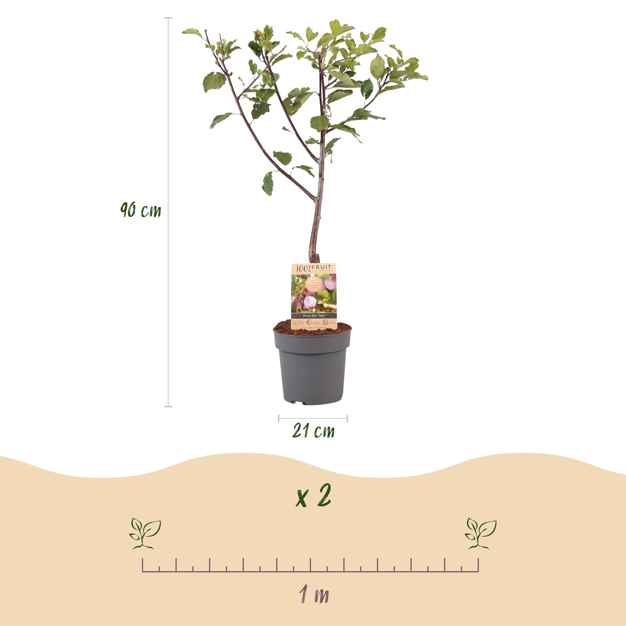 Pflaumenbaum „Opal“ – Gelb - rote Früchte im 21 cm Topf (ca. 90 cm hoch) - Green Guardia - Ihr Experte für Schädlinge und Pflanzen