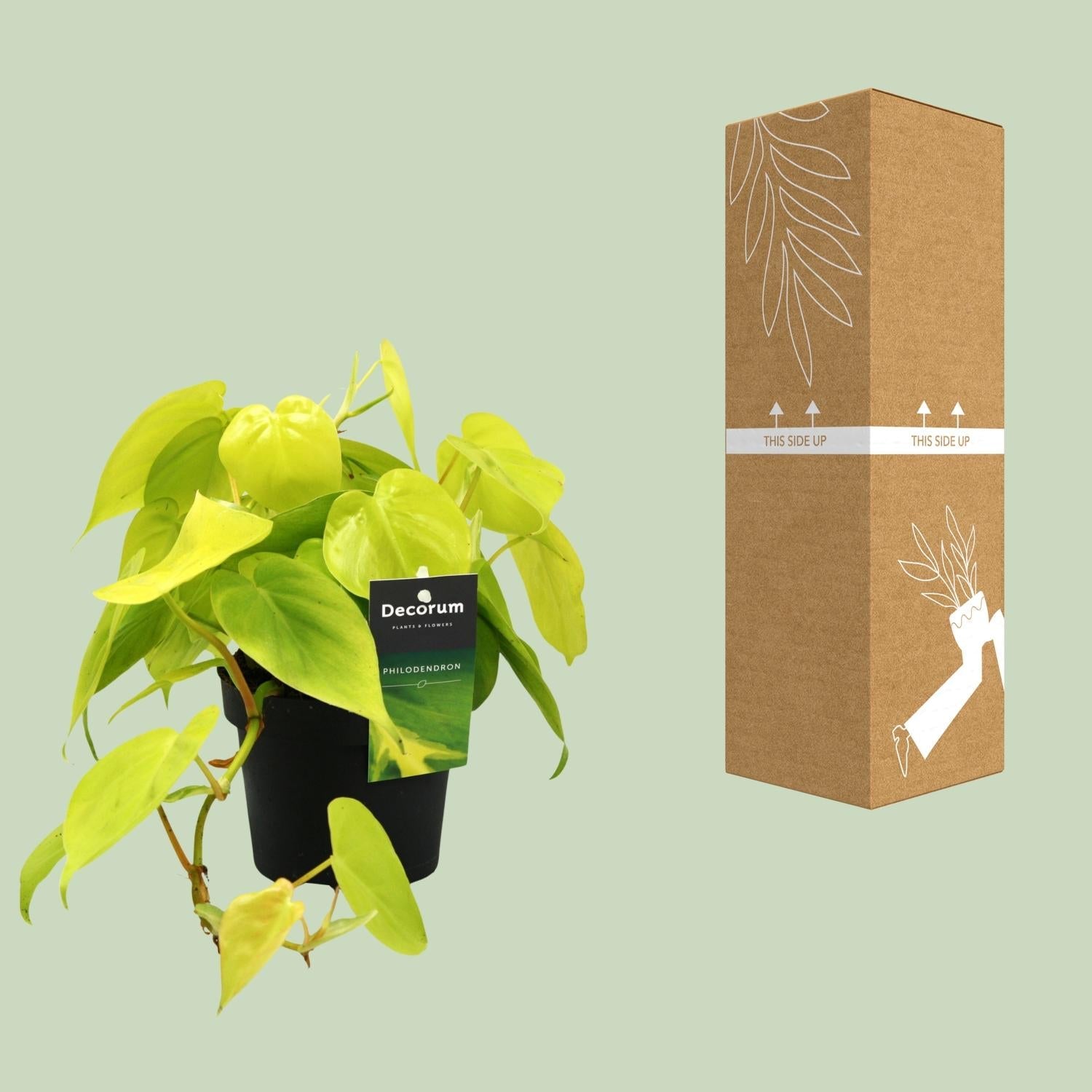decorumplantsflowers philodendron Philodendron 'Lime' – Filodendro arboreo – vaso da 12 cm, altezza 20 c