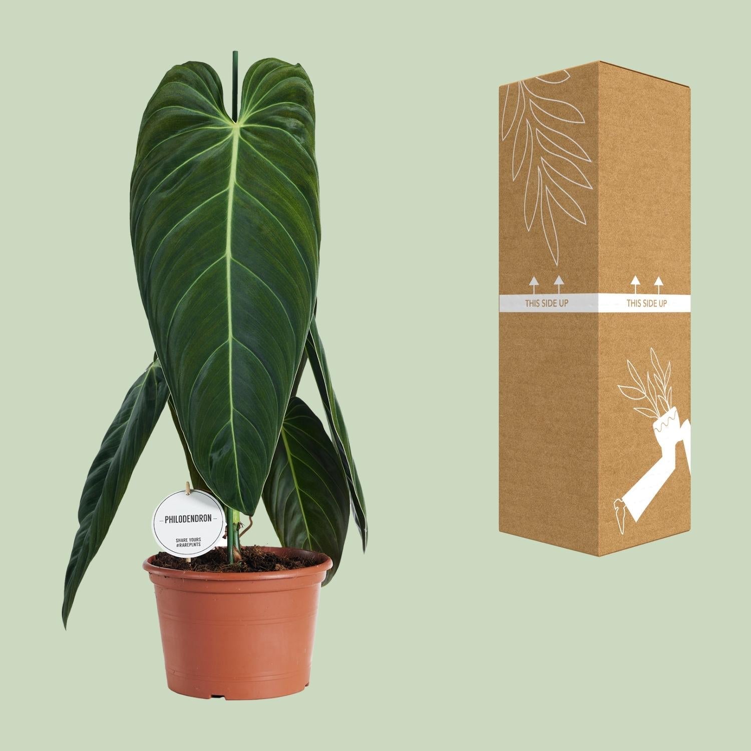philodendron baumfreund Philodendron melanochrysum – Trädfilodendron – 21 cm kruka, 75 cm hög