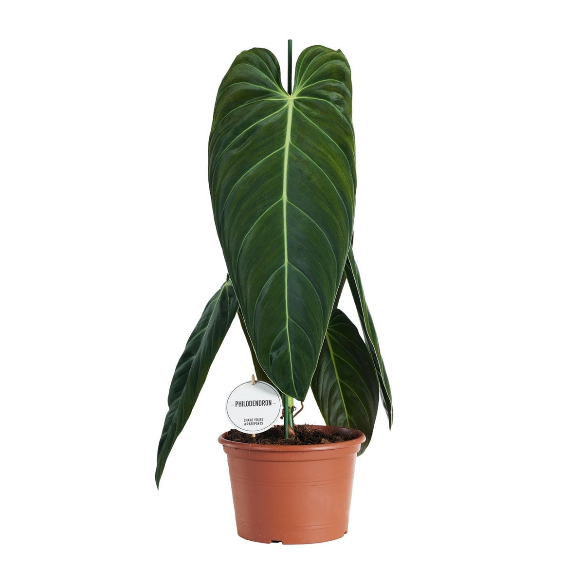Philodendron melanochrysum – Baumfreund – 21 cm Topf, 75 cm hoch