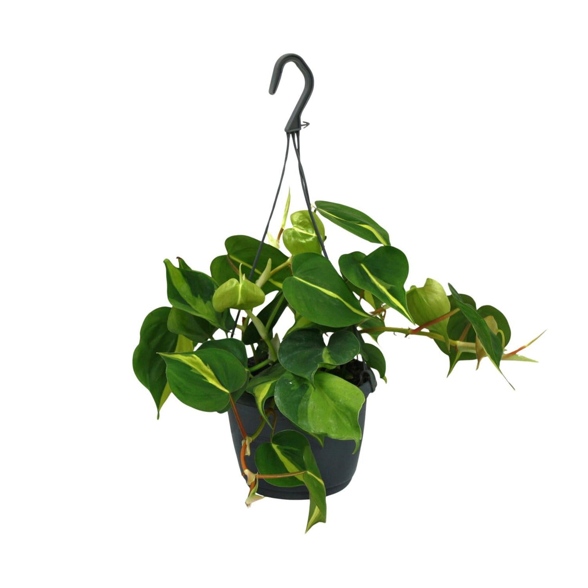 Philodendron Scandens 'Brasil' – Herzblatt-Philodendron