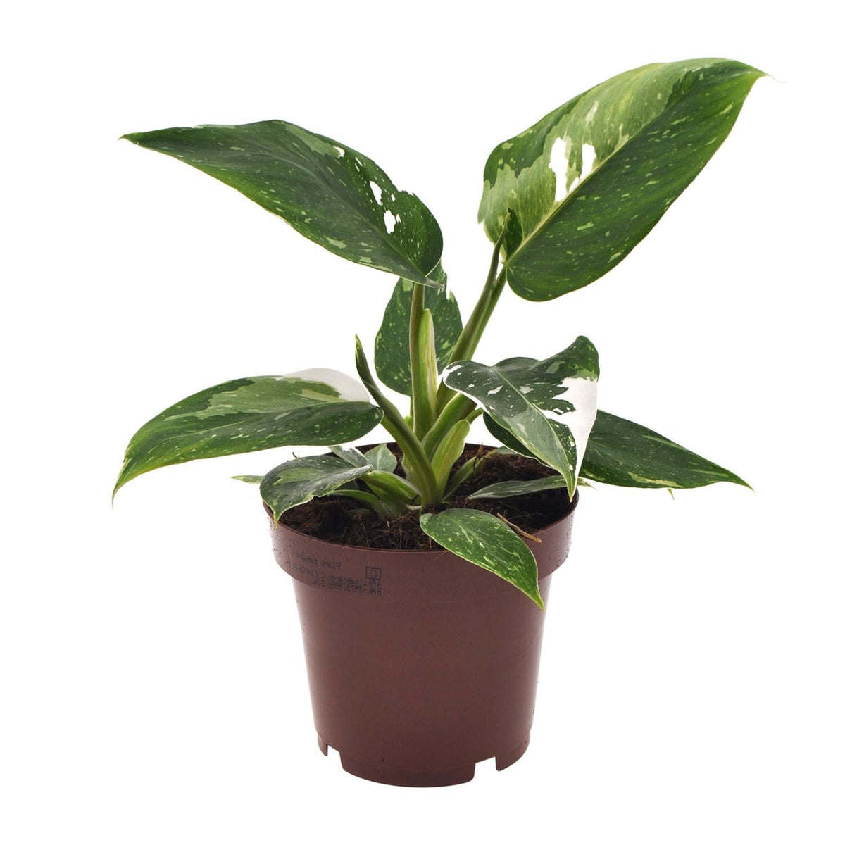 philodendron baumfreund kaufen Philodendron 'White Princess' – Baumfreund – 12 cm Topf, 25 cm hoch