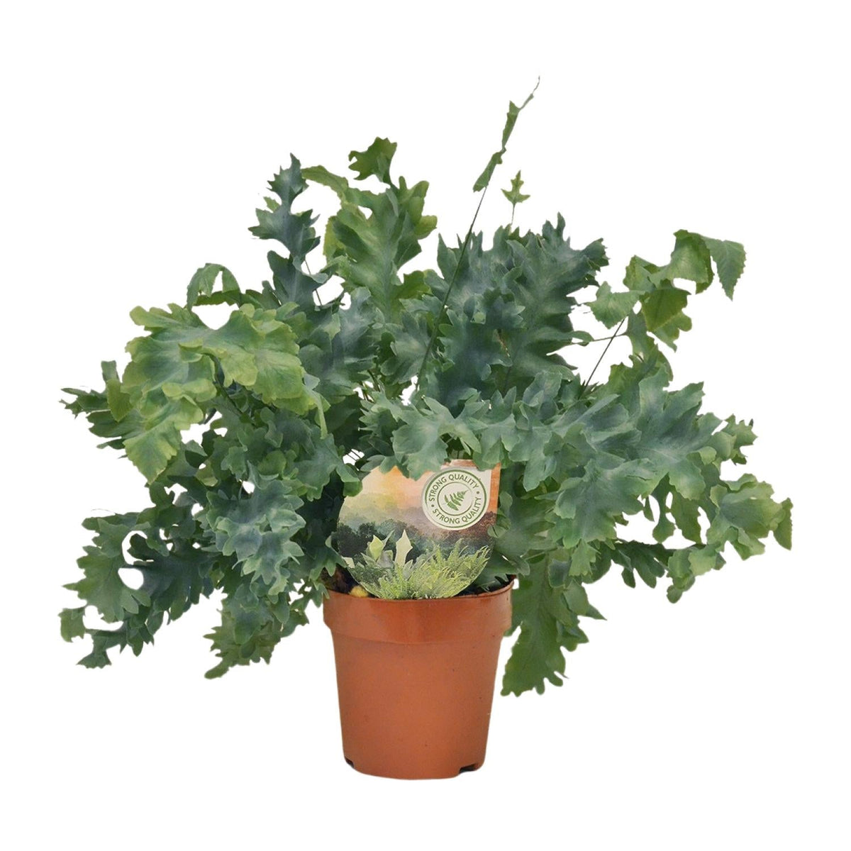 Phlebodium Davana – Davana-Farn - 35-60 cm - Ø12cm