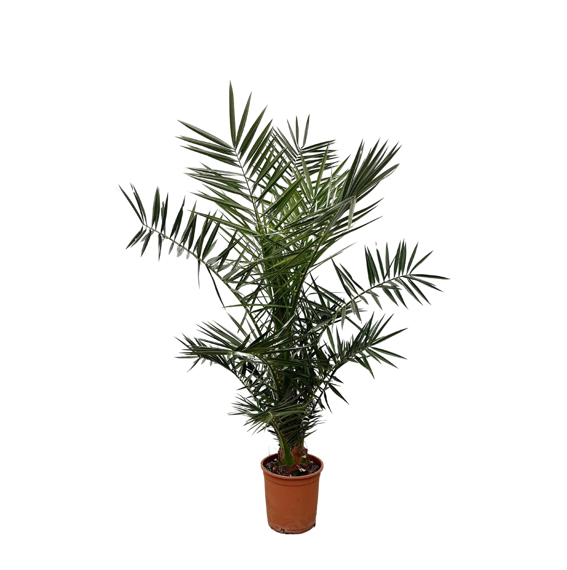 Phoenix Canariensis - 140 cm - 21cm Topf - Green Guardia - Ihr Experte für Schädlinge und Pflanzen