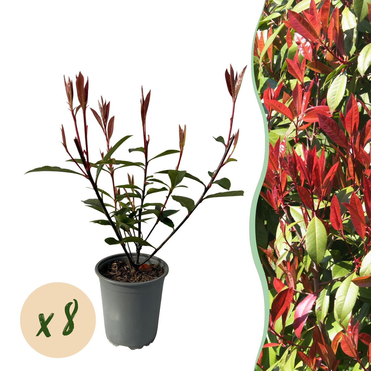 Photinia Fraseri ‘Carré Rouge’ – Glanzmispel, 8 Pflanzen