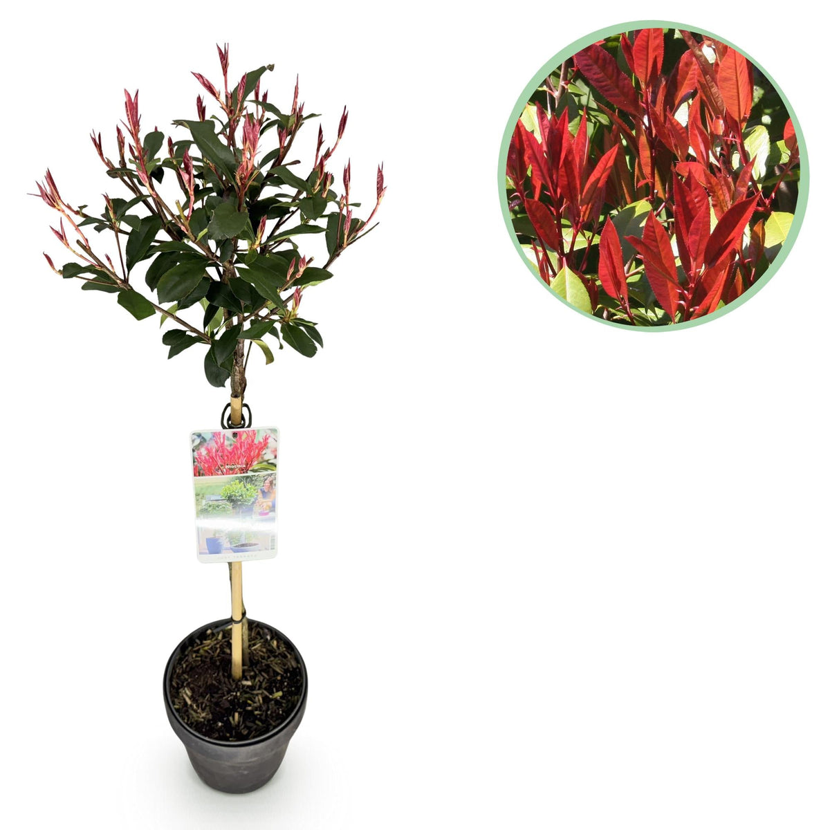 Photinia fraseri ‚Carré Rouge‘ – immergrün & winterhart – grün-rotes Blatt  – 19 cm Topf, ca. 90 cm hoch