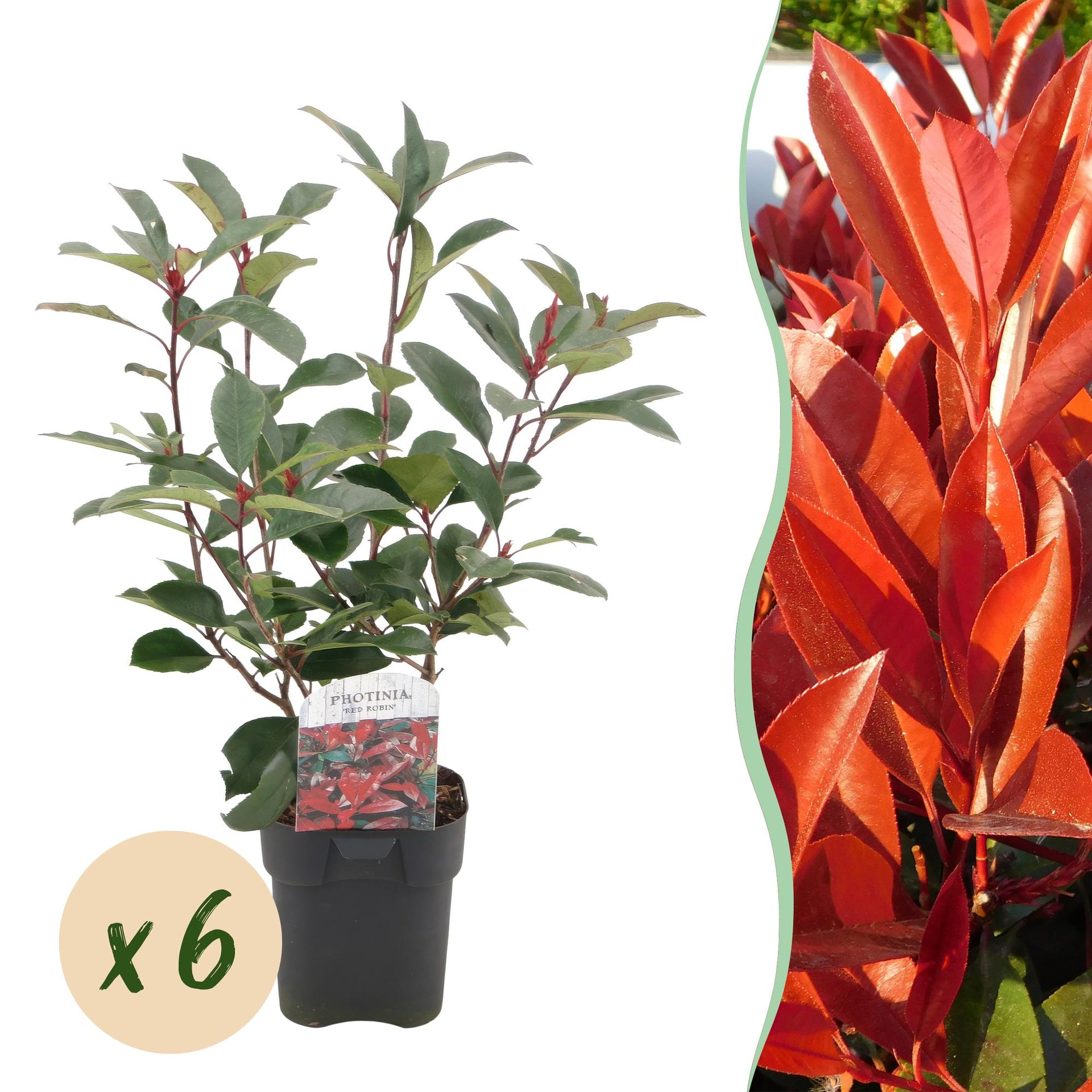 Photinia Fraseri 'Red Robin' – Photinia, stálezelená, 6 rostlin – květ