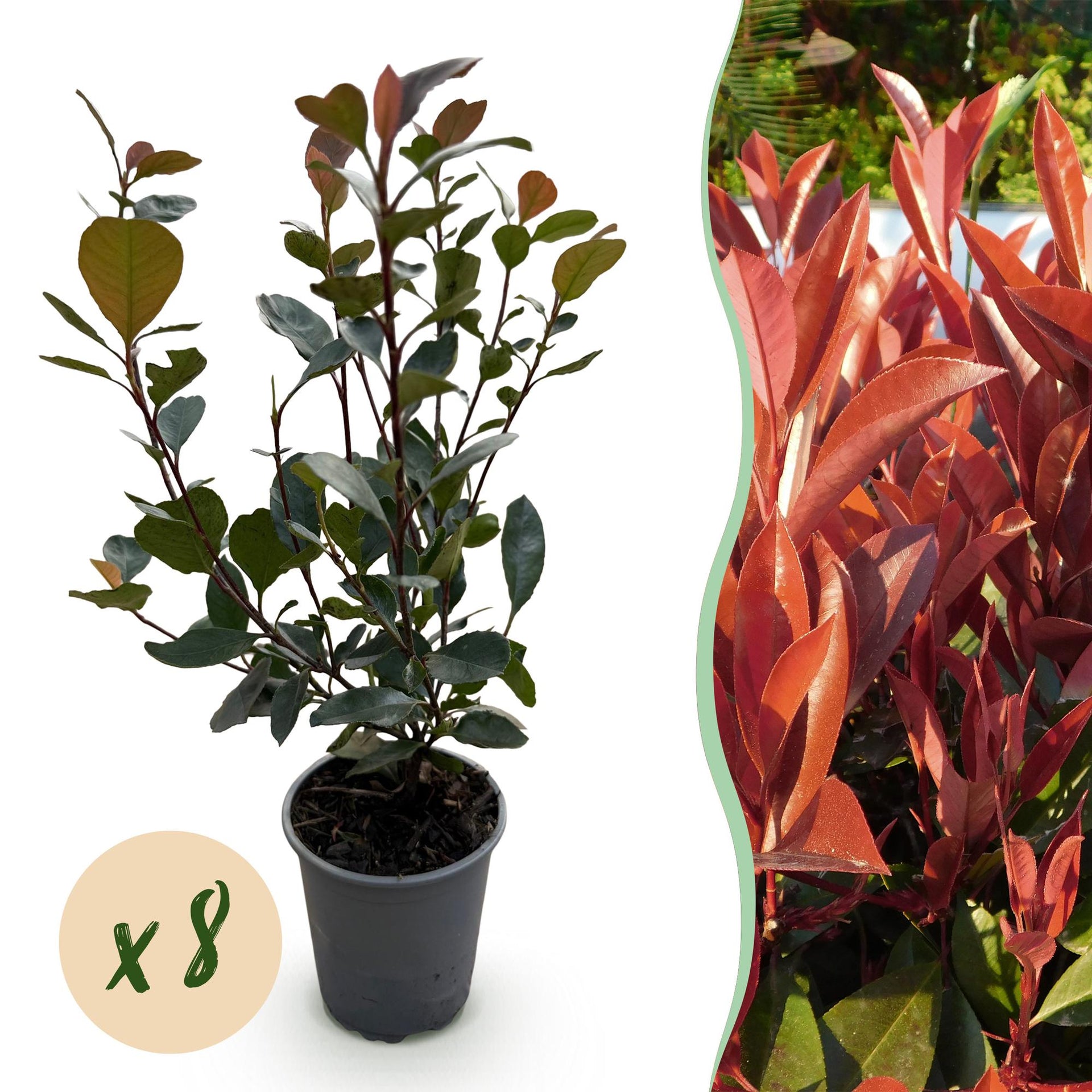 Photinia ‘Little Red Robin’ – rotes Blatt – 8 Pflanzen – ca. 1 laufender  Meter – immergrün – 9 cm Topf, 30–35 cm hoch