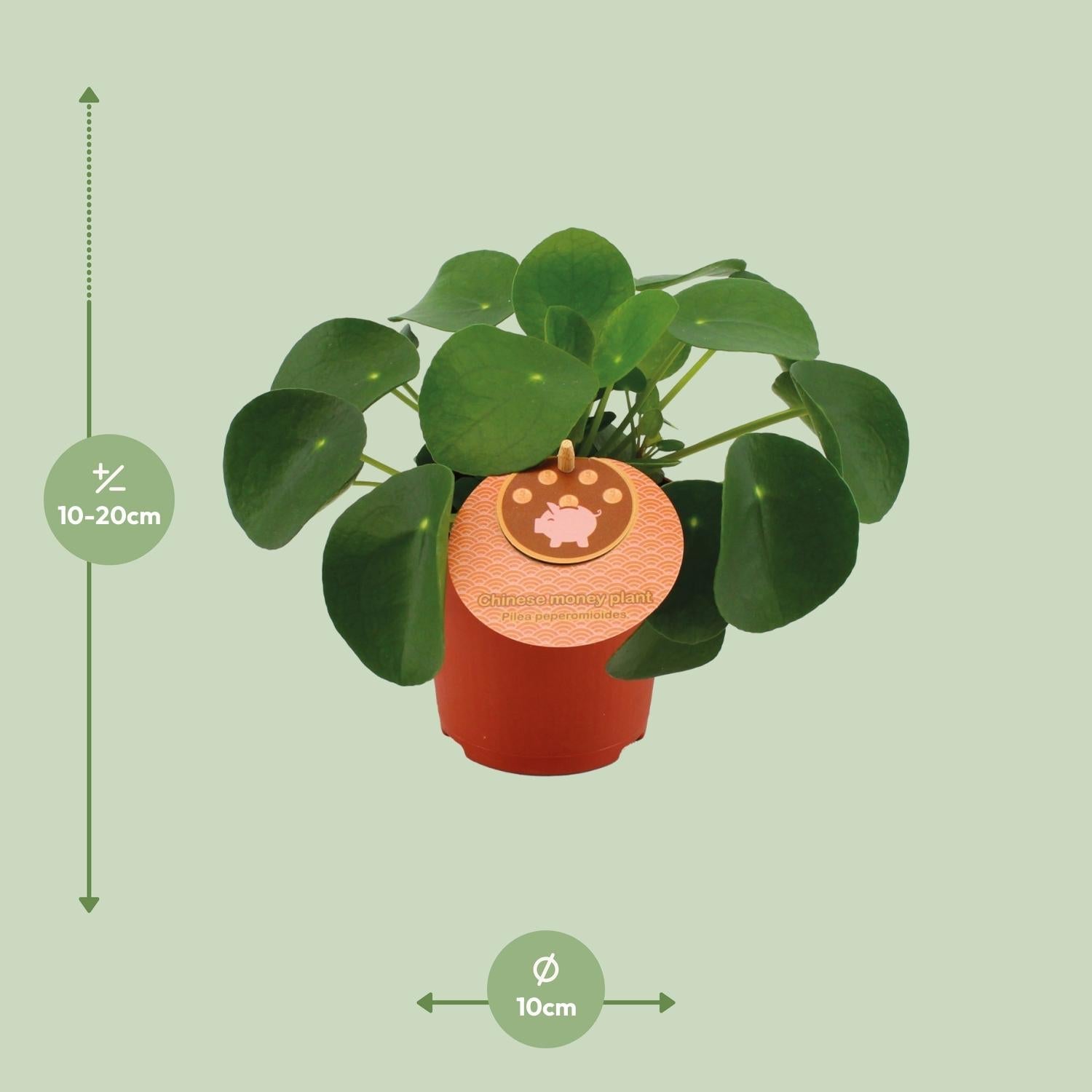 Pilea Peperomioides – Chinesischer Geldbaum - 15 - 30 cm - Green Guardia - Ihr Experte für Schädlinge und Pflanzen