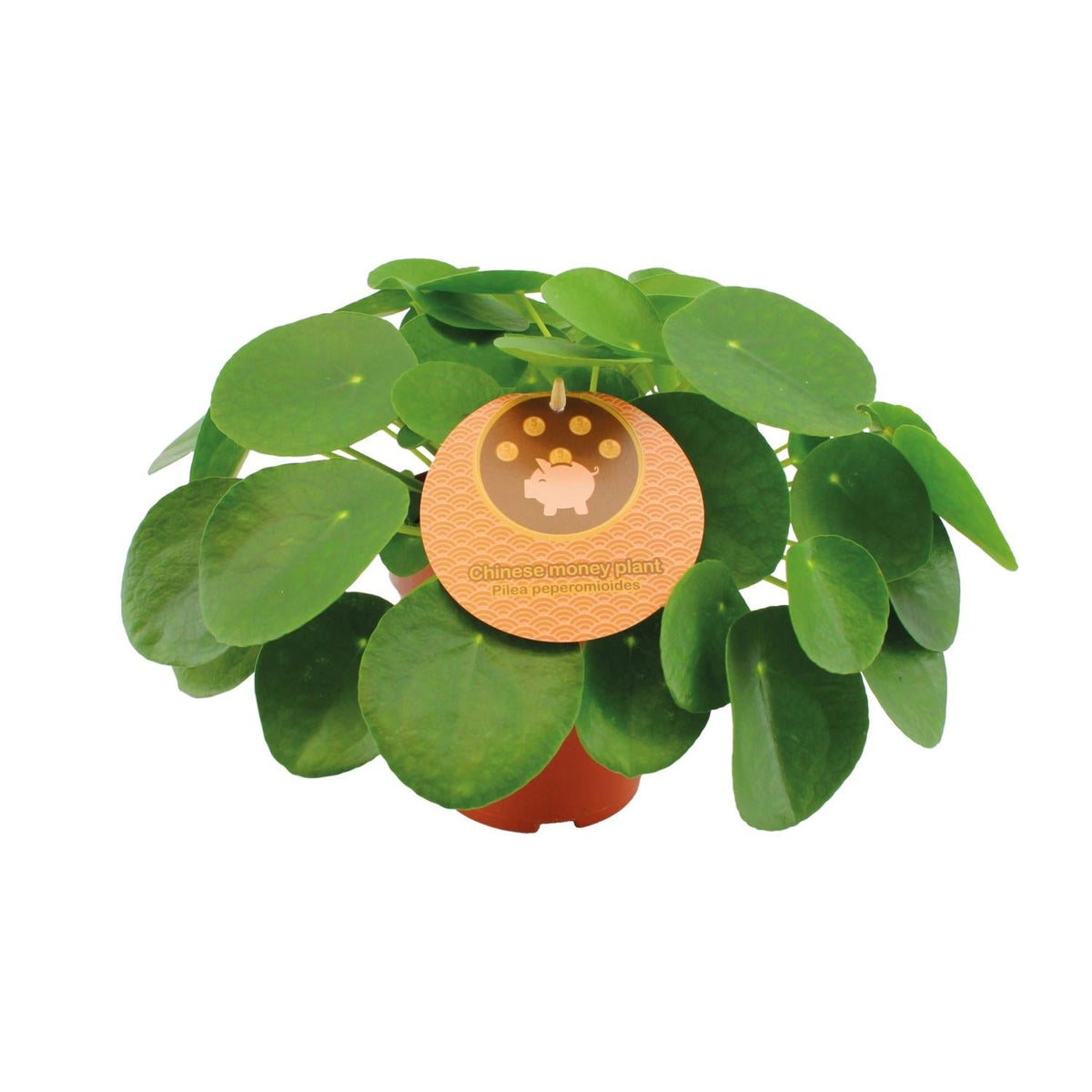 Pilea Peperomioides – Chinesischer Geldbaum