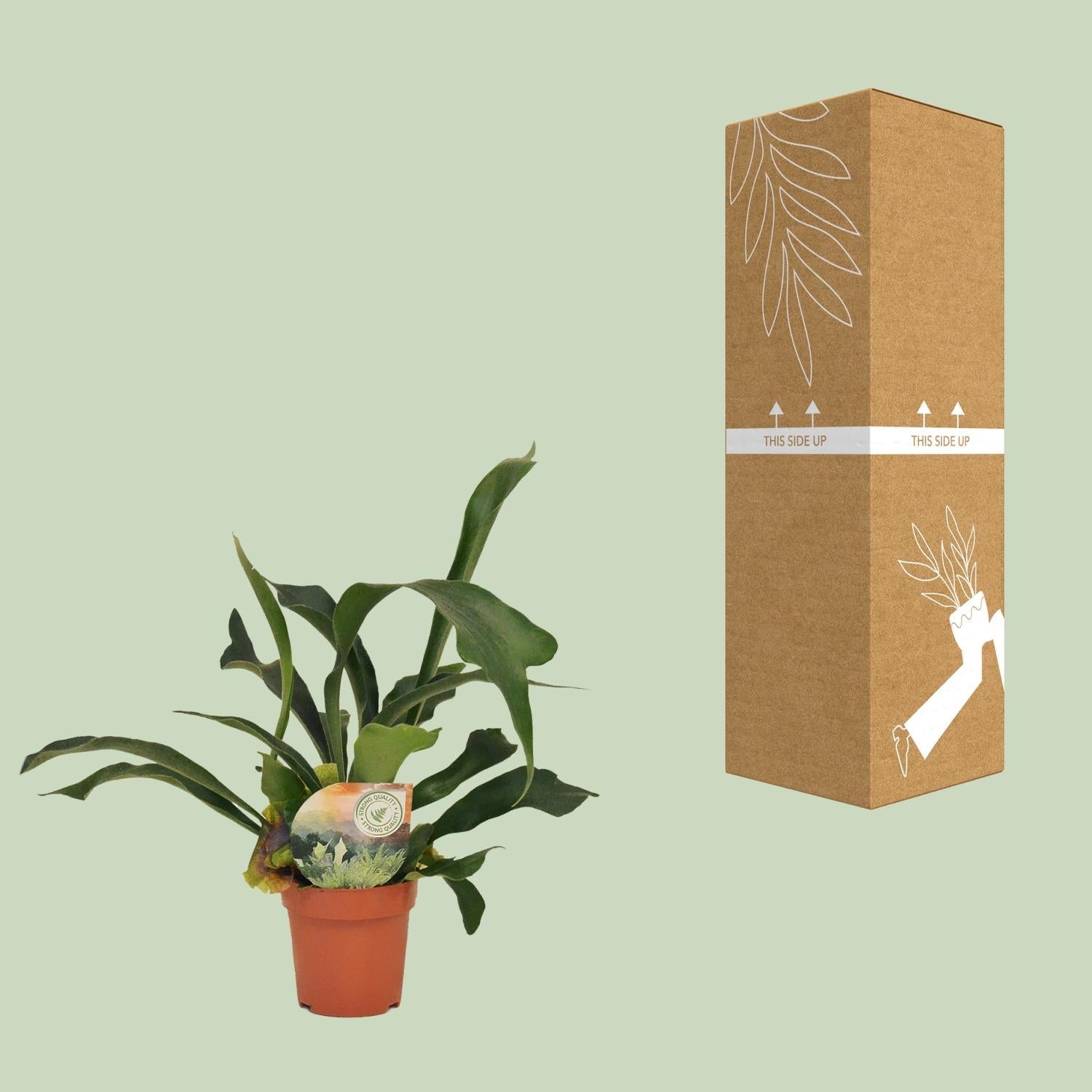 Platycerium bifurcatum – Hirschgeweihfarn – 12 cm Topf, 35 cm hoch - Green Guardia - Ihr Experte für Schädlinge und Pflanzen