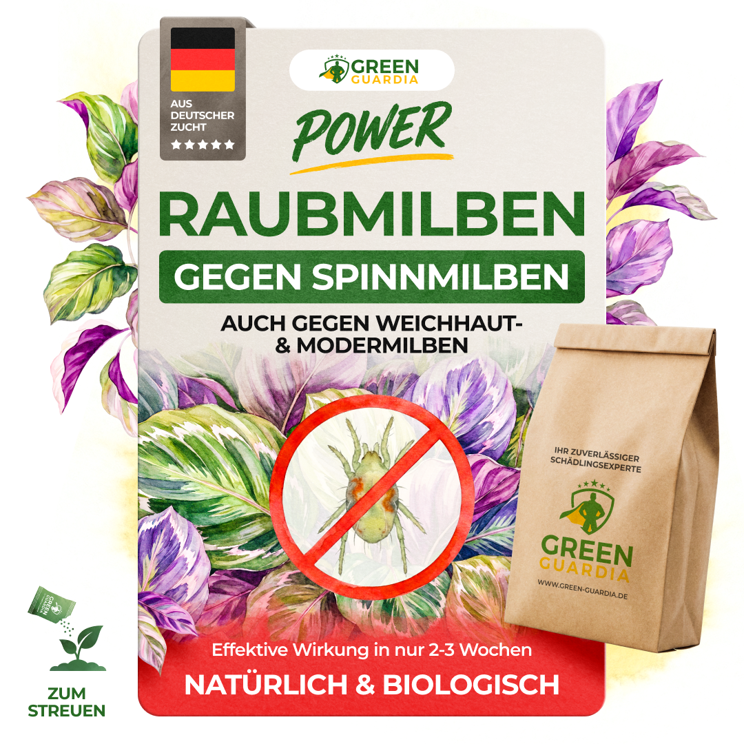 Raubmilben gegen Spinnmilben