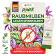 Raubmilben gegen Spinnmilben