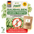Raubmilben gegen Thripse