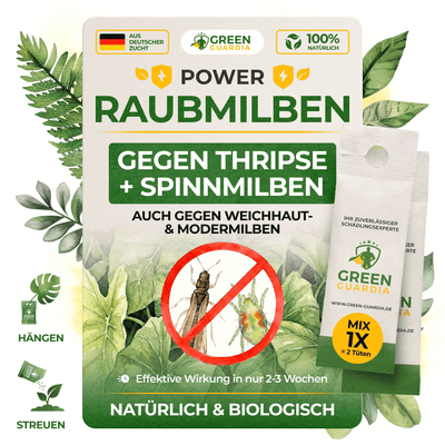 Raubmilben Mix gegen Thripse & Spinnmilben - Green Guardia - Ihr Experte für Schädlinge und Pflanzen