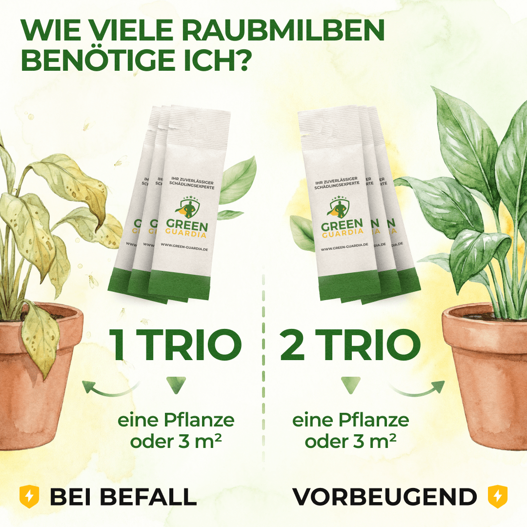 Raubmilben Trio gegen Thripse, Spinnmilben & Weiße Fliegen - Green Guardia - Ihr Experte für Schädlinge und Pflanzen