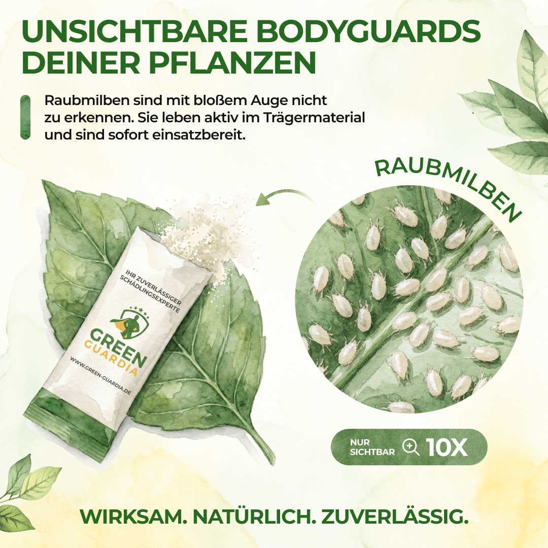 Raubmilben Trio gegen Thripse, Spinnmilben & Weiße Fliegen - Green Guardia - Ihr Experte für Schädlinge und Pflanzen