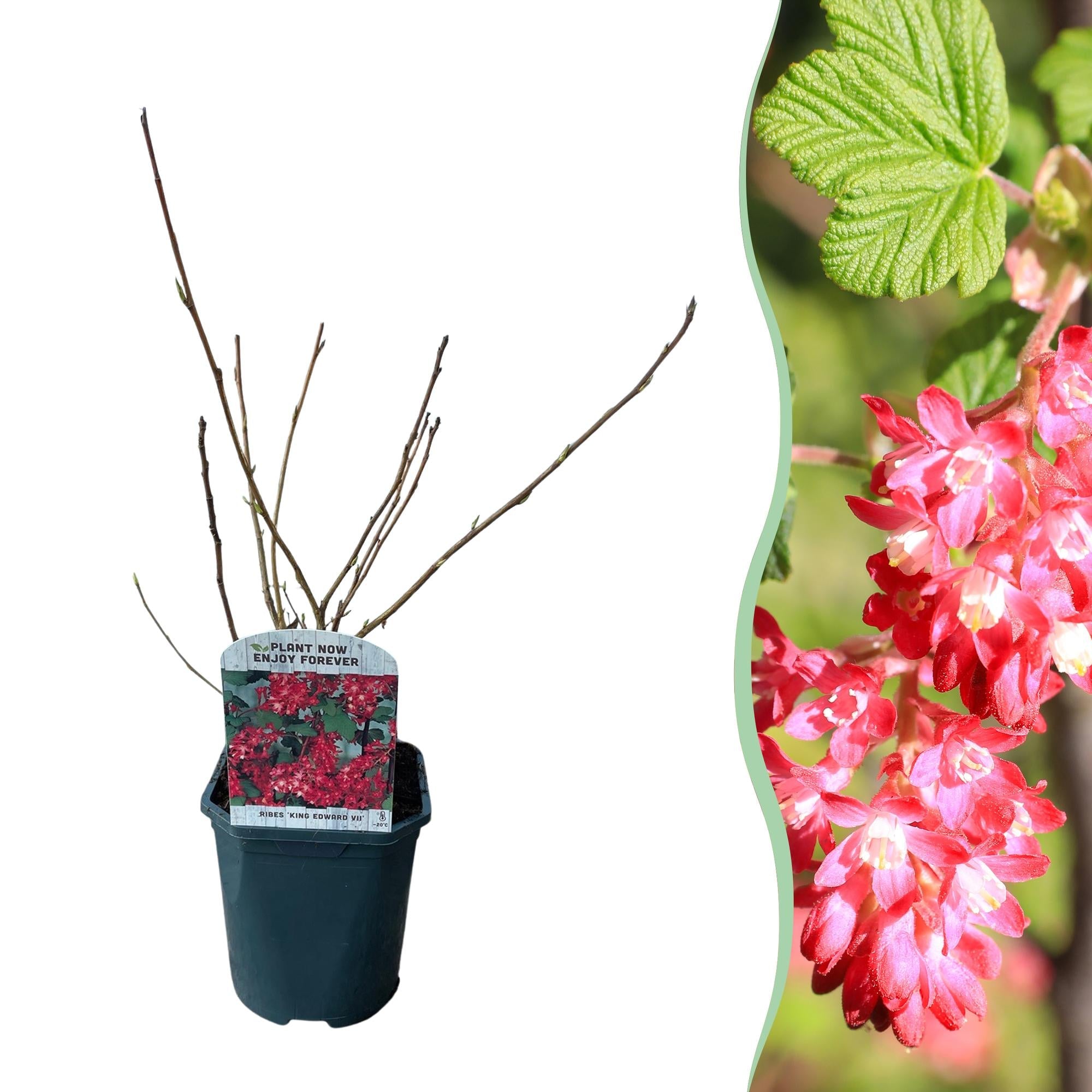 Ribes sanguineum ‘King Edward’ – laubabwerfend & pflegeleicht – rote Blüte – 17 cm Topf, ca. 45 cm hoch - Green Guardia - Ihr Experte für Schädlinge und Pflanzen