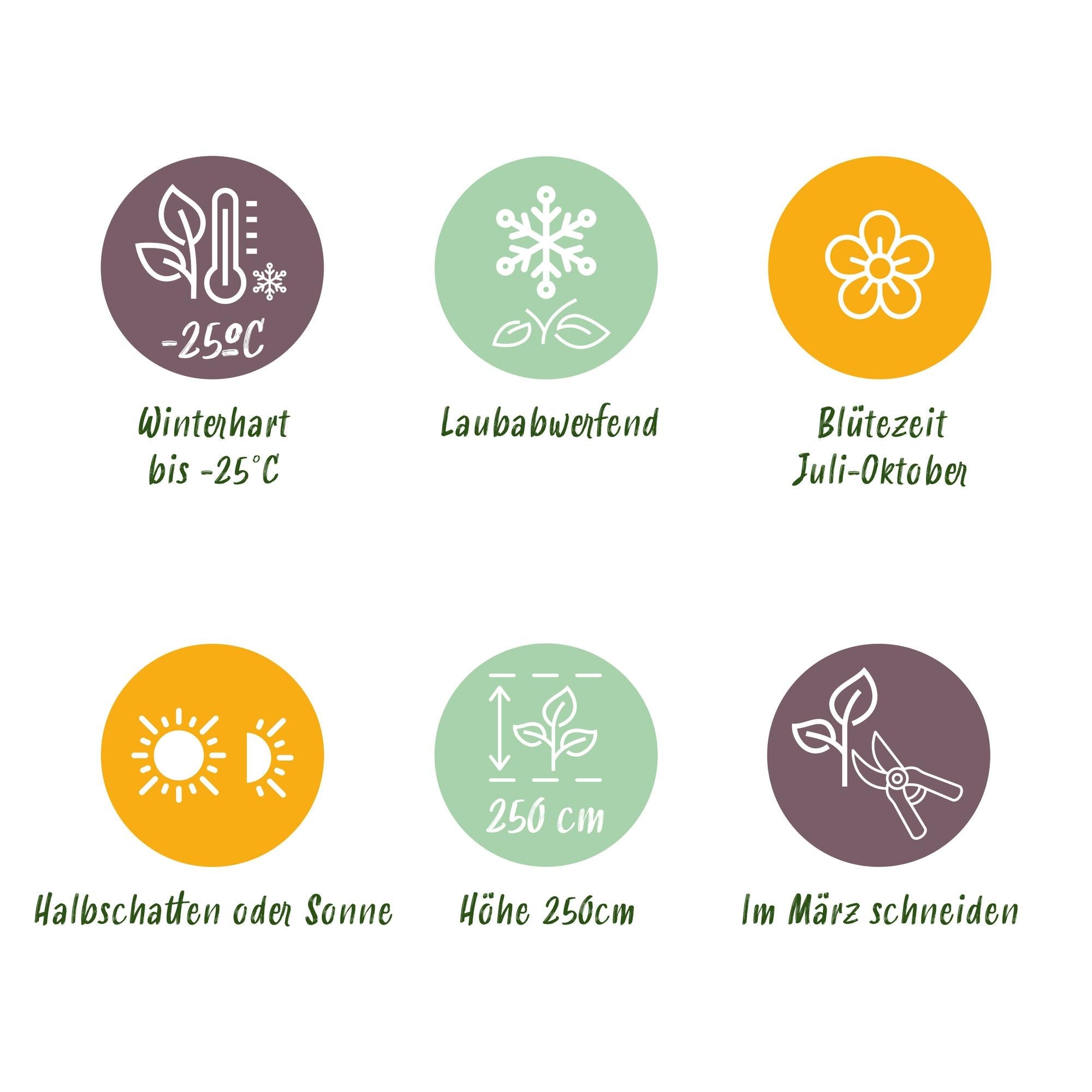 Rispenhortensie ‘Vanille Fraise’ – laubabwerfend, große weiß - rosa Blüten, 17 cm Topf, 50 cm hoch - Green Guardia - Ihr Experte für Schädlinge und Pflanzen