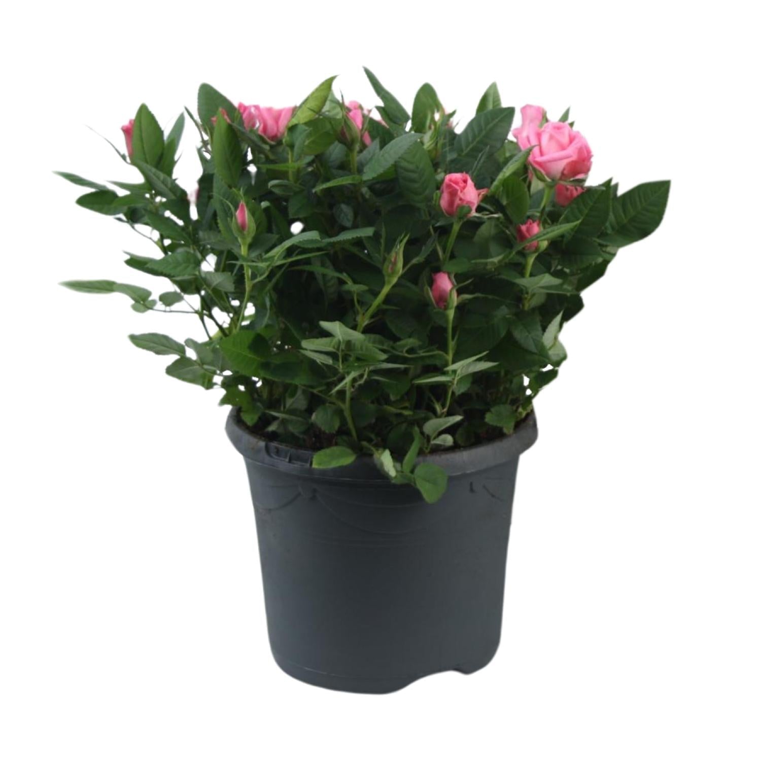 Rosa ‘Jewel Patio Sparkling’ – kompakte Topfrose, 17 cm Topf, 30 cm Höhe - Green Guardia - Ihr Experte für Schädlinge und Pflanzen