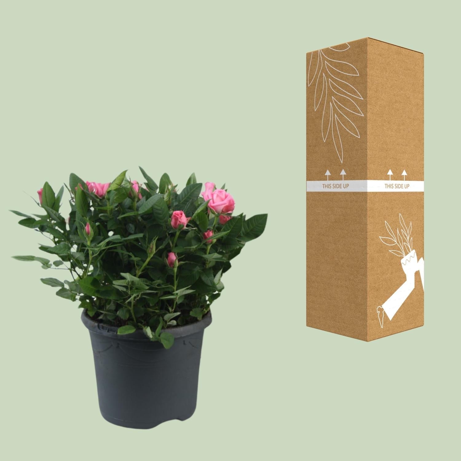 Rosa ‘Jewel Patio Sparkling’ – kompakte Topfrose, 17 cm Topf, 30 cm Höhe - Green Guardia - Ihr Experte für Schädlinge und Pflanzen