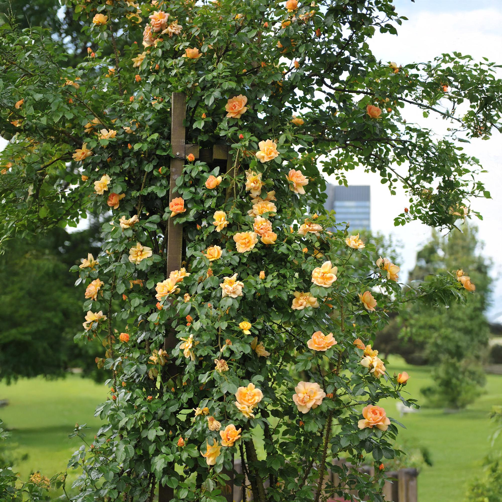 Rosa ‘Orange Climber’ – Kletterrose mit orangefarbenen Blüten, 2 Pflanzen, 40 cm Höhe - Green Guardia - Ihr Experte für Schädlinge und Pflanzen