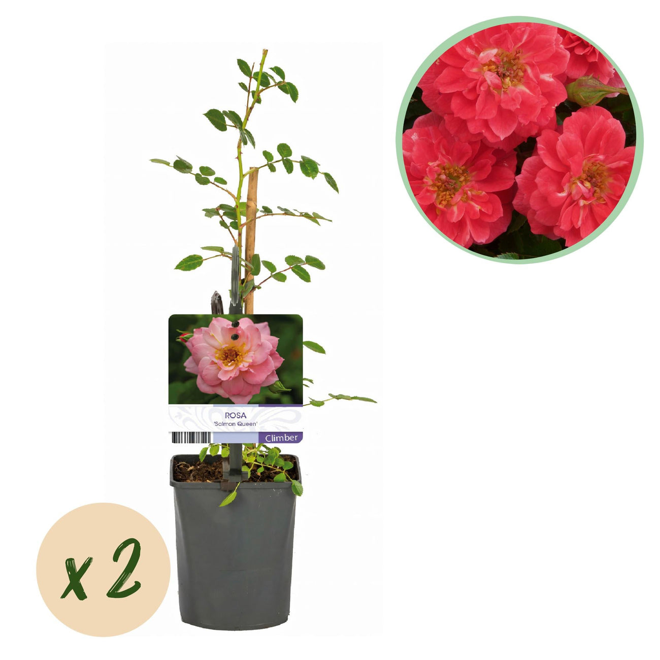 Rosa 'Salmon Queen' – klätterros, laxrosa, lättskött, 2 plantor i 11 c