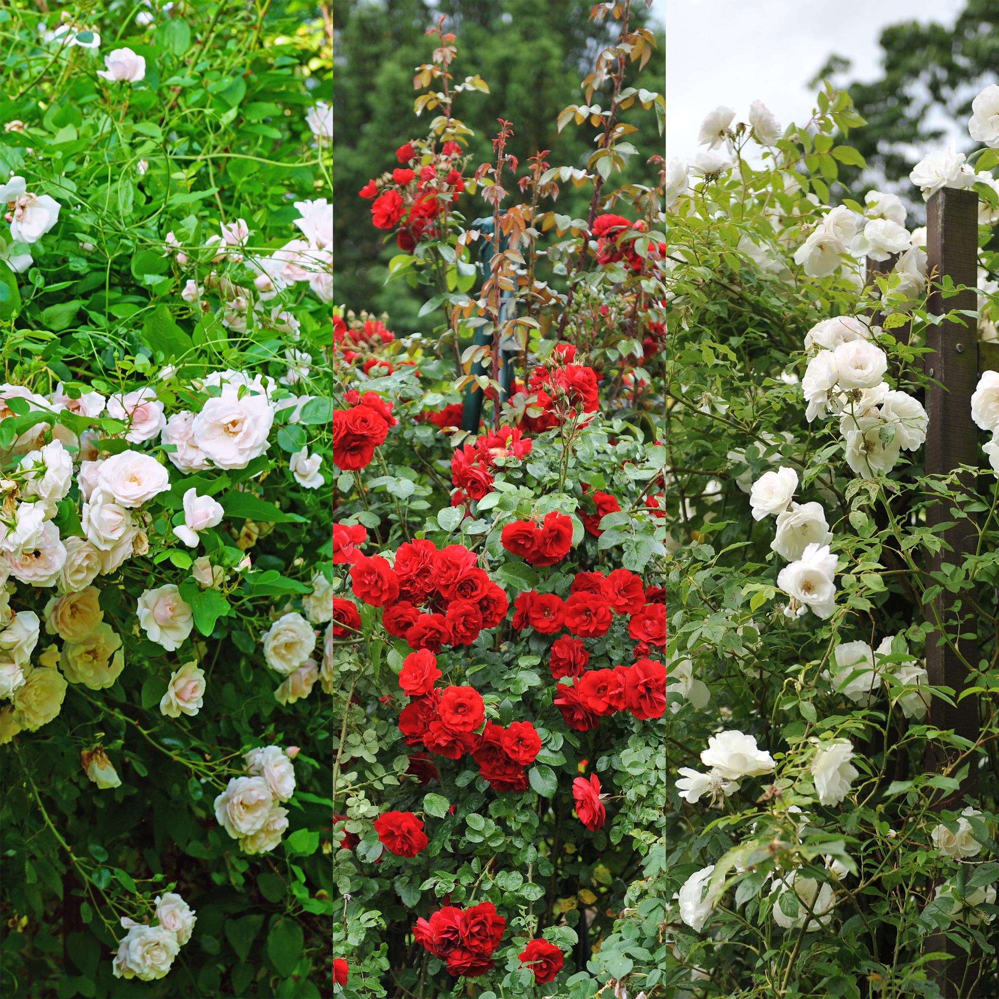 ‘Rosa Tricolour’ Kletterrose – mehrfarbig blühend, pflegeleicht, 3 Pflanzen im 11 cm Topf, 40 cm Höhe - Green Guardia - Ihr Experte für Schädlinge und Pflanzen
