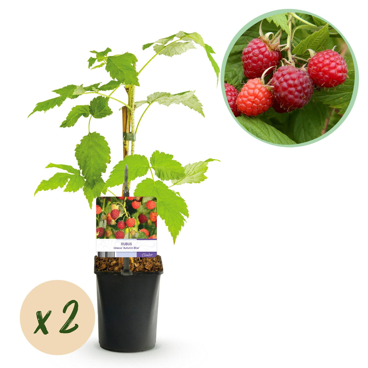 Rote Himbeere „Autumn Bliss“ – 2 kräftige Pflanzen im 11 cm Topf, ca