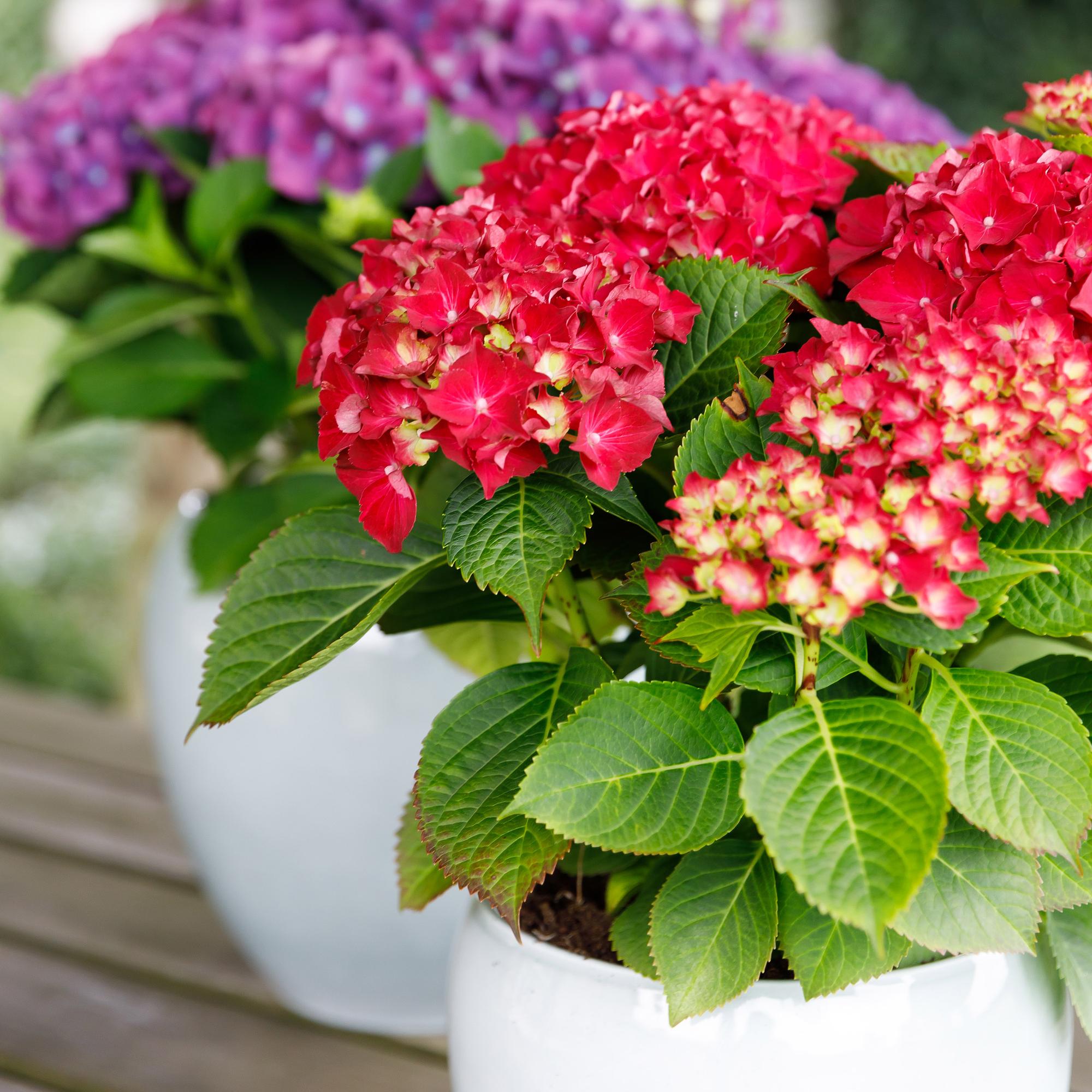 Rote Hortensie „Forever & Ever“ – Blühstarke Sorte, 23 cm Topf, 55 cm Höhe - Green Guardia - Ihr Experte für Schädlinge und Pflanzen