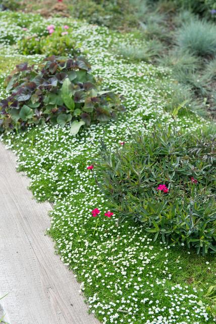 Sagina subulata – immergrünes Polsterkraut, 9 cm Topf, 10–25 cm hoch - Green Guardia - Ihr Experte für Schädlinge und Pflanzen